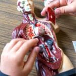 Animations scolaires : L'appareil digestif 5