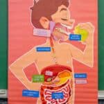 Animations scolaires : L'appareil digestif 7