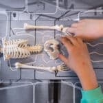 Animations scolaires : Le squelette 2