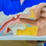 Animations scolaires : Être tout ouïe 5