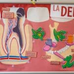 Animations scientifiques en écoles maternelles et primaires sur le thème "Dentition et hygiène bucco-dentaire"
