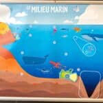 Animations scientifiques en écoles maternelles et primaires sur le thème "Le milieu marin"