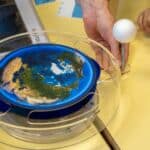 Animations scientifiques en écoles maternelles et primaires sur le thème "Le milieu marin"